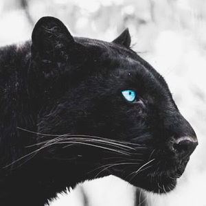 Meet your Posher, Blastoff